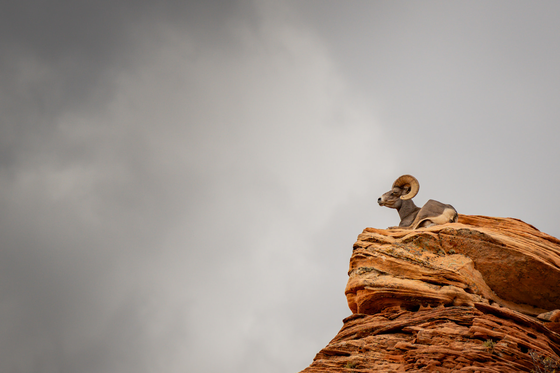 Bighorn sheep resting on a red sandstone ledge