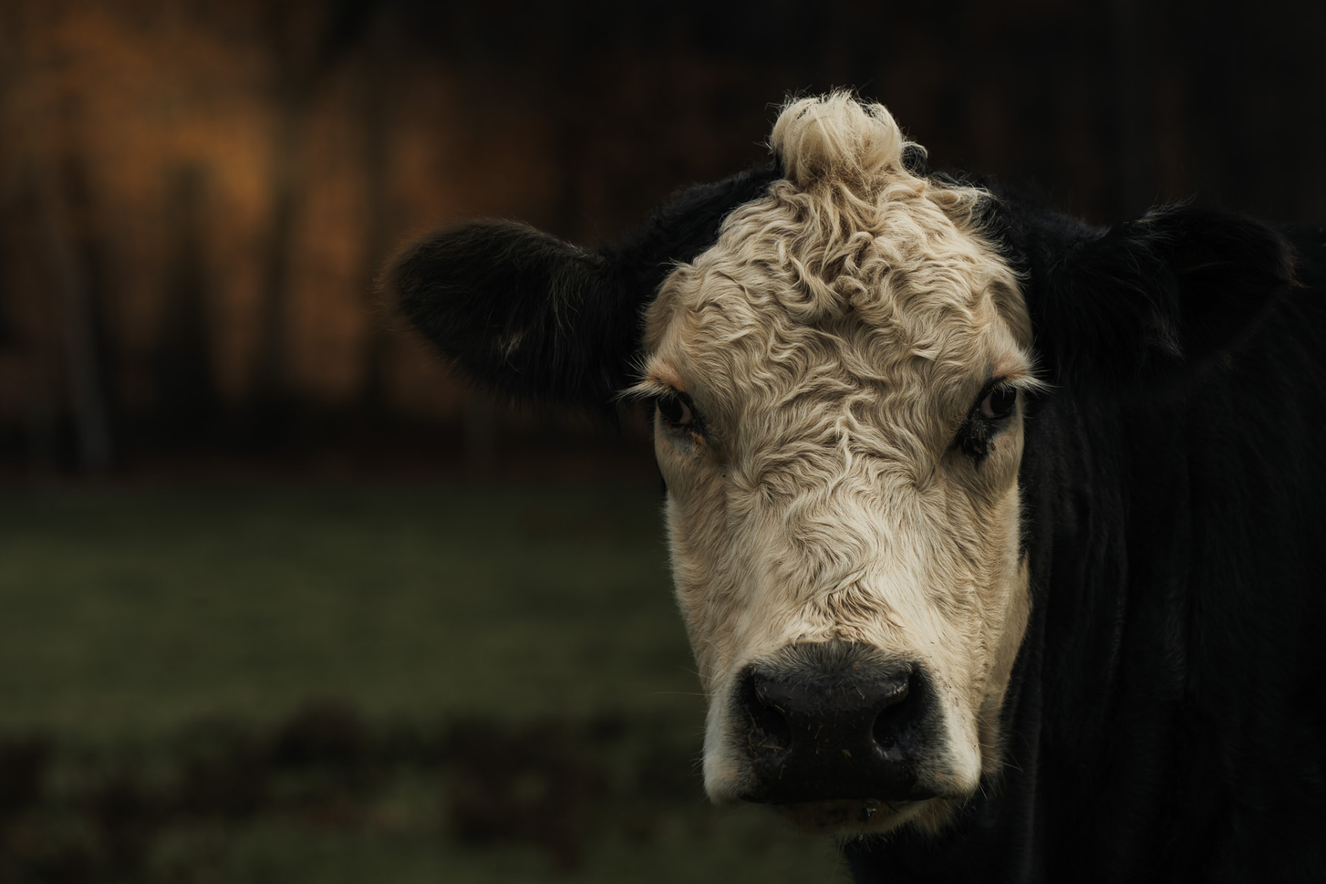 Portrait of a black and white cow at dusk