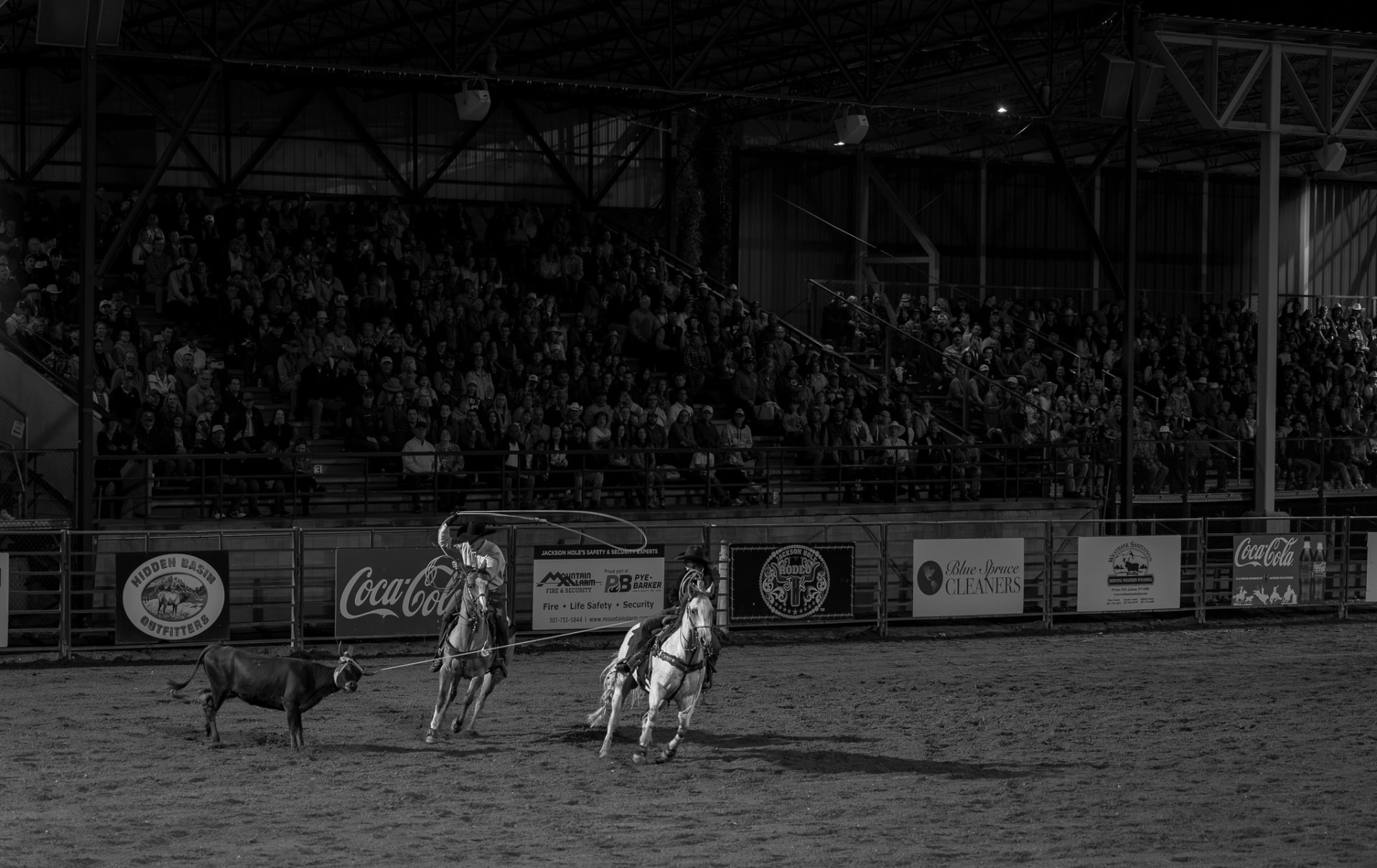 Black and white rodeo team roping in an arena